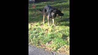 Playing with my new puppy, Arabella