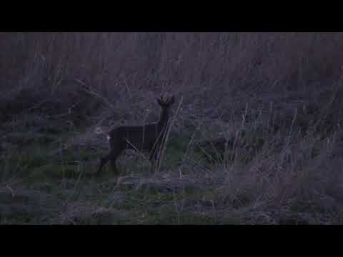 Abendansitz auf Sauen #Keiler #Damwild  #Rehwild