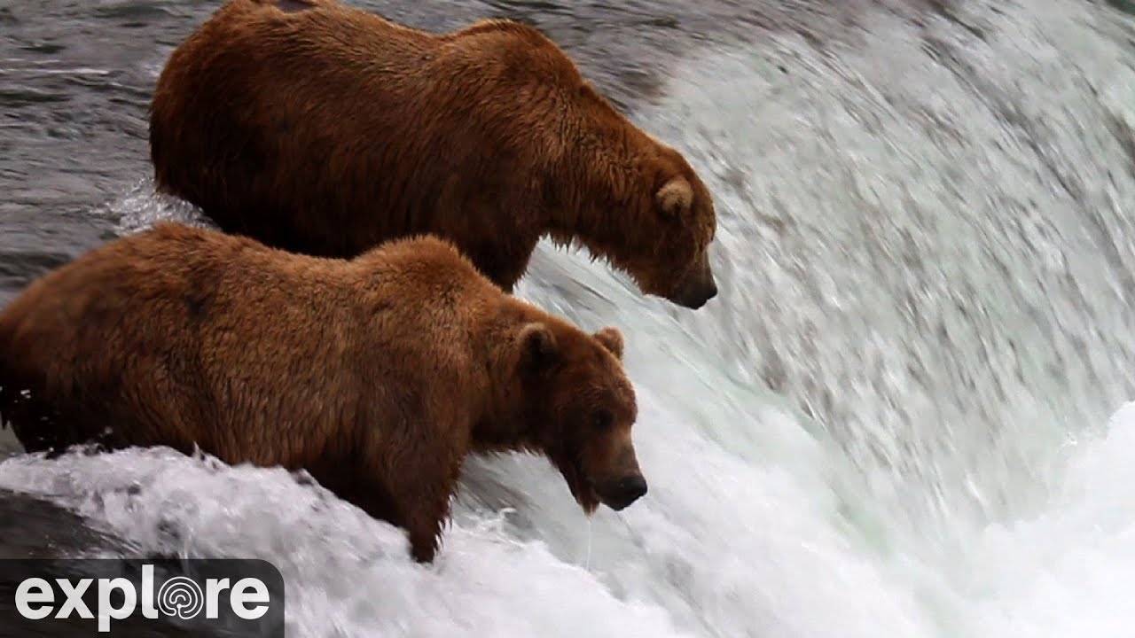 Brooks Falls - Katmai National Park, Alaska powered by EXPLORE.org - YouTube