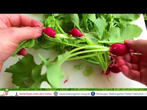 Radieschen Riesenbutter Vitessa im Sorten und Geschmackstest