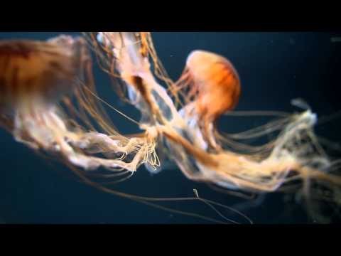 Kotelett & Zadak - Magnetic Field