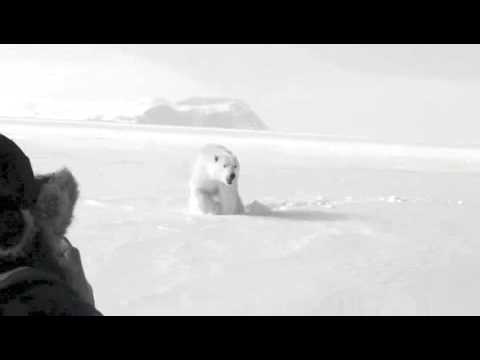 Polar Bear Encounter in Nunavut