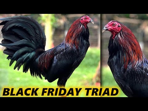 Black Friday Hawaii Beautiful Black Birds - TRIAD FARM