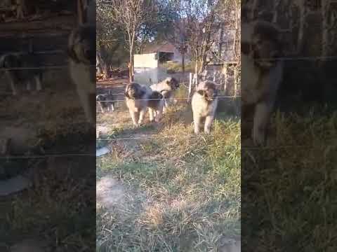 Šarplaninci, Sreten Kojić, Loznica