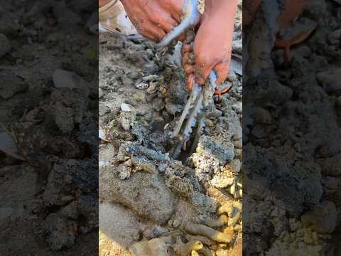 I Pulled an Octopus Out of Wet Sand! 😱 Shocking Coastal Catch in 19 Seconds 🐙