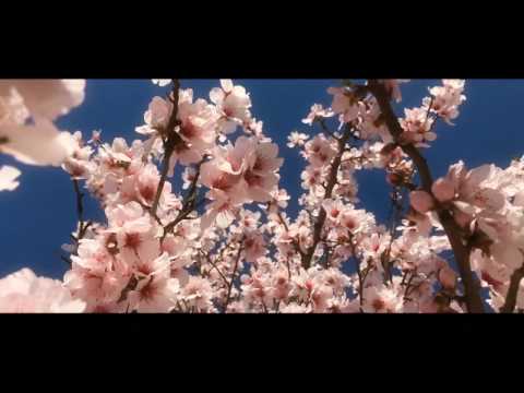 download lagu mp3 mp4 Couleur Des Fleurs D Amandier, download lagu Couleur Des Fleurs D Amandier gratis, unduh video klip Couleur Des Fleurs D Amandier