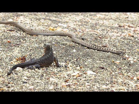 Iguane VS serpents : tension maximale - ZAPPING SAUVAGE