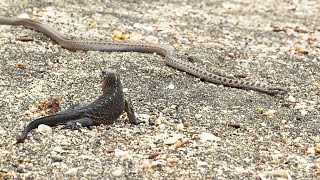 Iguane VS serpents : tension maximale - ZAPPING SAUVAGE