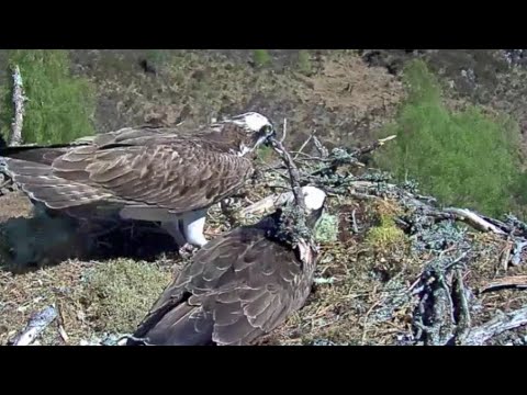 Ouch, be careful! Aila the Loch Arkaig Osprey gets bashed with a big stick 6 May 2020