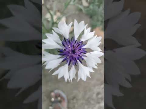 #flowers #shorts #youtubeshorts