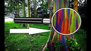 Rainbow Eucalyptus Trees ARE REAL and They Do Exist