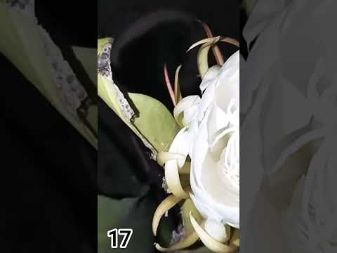 Bramkamal Flower my garden 17 🪷 #bramkamal #flower #garden