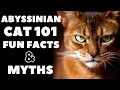 Abyssinian Cats 101 : Fun Facts & Myths