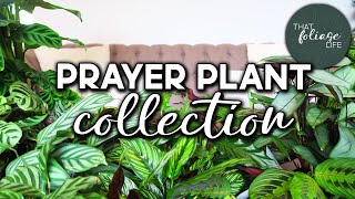 Prayer Plant Collection (Calathea, Maranta, Ctenanthe, Stromanthe)