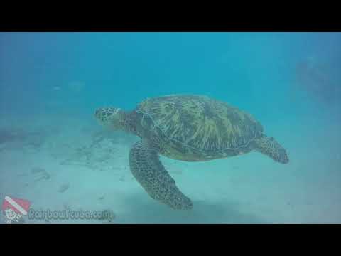 Underwater frame: close-up of a puffer fish near coral at Horseshoe Reef, Oahu