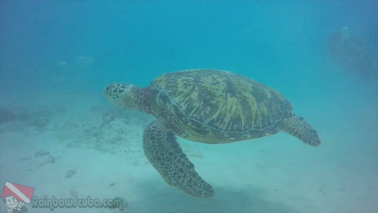 Group of first-time divers on the boat near Horseshoe Reef, Honolulu, preparing gear before descending 40 feet with Rainbow Scuba Hawaii