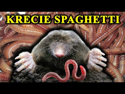 How does a MOLE store hundreds of live earthworms? Can it swim? Does it have eyes?