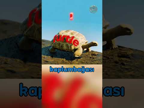 Kaplumbağayı Kurtardığını Sandı Ama..!😱🐢🌊