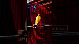 Download lagu Kenari gacor dorr kenari lomba juara nasional cengkok indah #shorts mp3 Download lagu Kenari gacor dorr kenari lomba juara nasional cengkok indah #shorts mp3