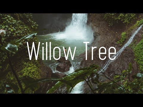Rival X Cadmium - Willow Tree (Lyrics) ft. Rosendale