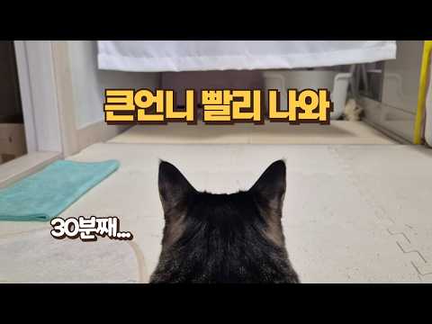 큰언니 나간 줄 모르고 30분이나 찾은 보름이ㅠ 늦게 봐서 미안해..