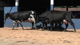 Vídeo 50 - 1ª ETAPA MEGA LIQUIDAÇÃO TOTAL AGROPECUÁRIA MARAJOARA - DIA 4 | GADO GIROLANDO E HOLANDÊS