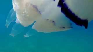 preview picture of video 'Medusa Gopro 3+ PALINURO - Medusa Gigante BIG JELLYFISH - La + GRANDE del Mar Mediterraneo!'