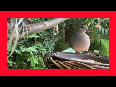 コガネムシ: 賑やかな春の到来を告げる鳥 自然と動物