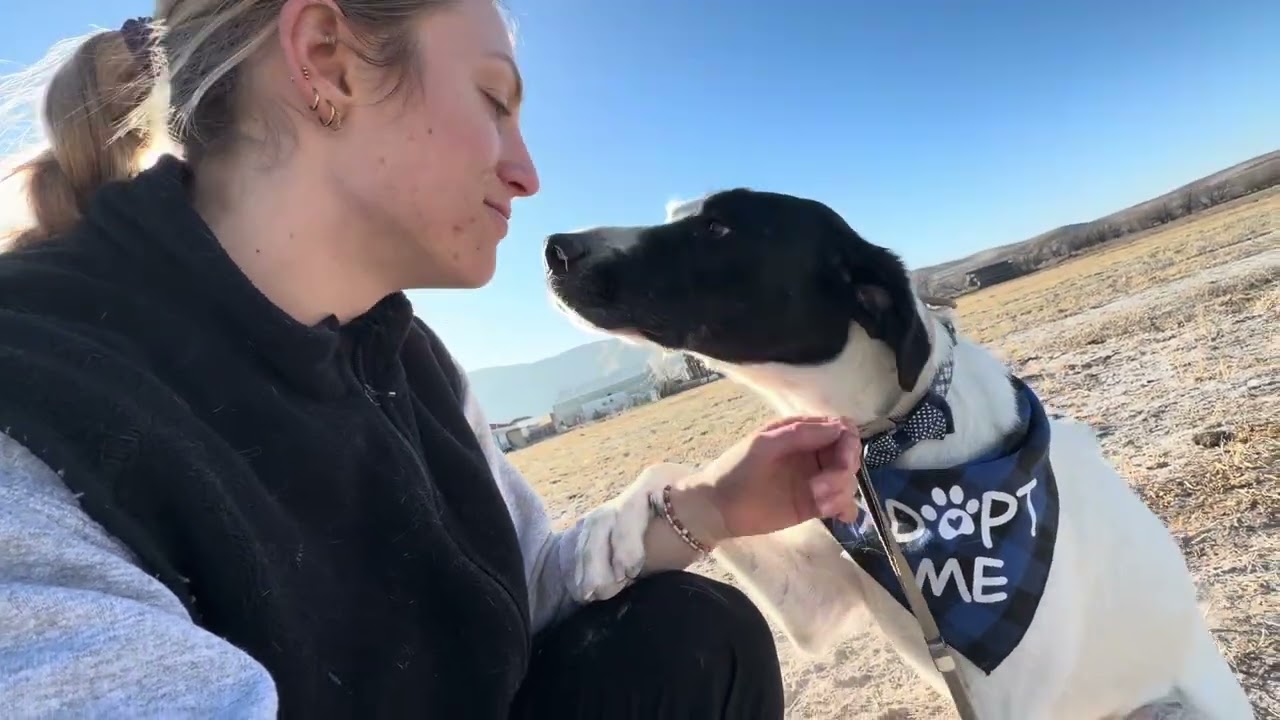 Enlarge Angus, a Adoptable mixed breed in Spanish Fork, UT video 6/6