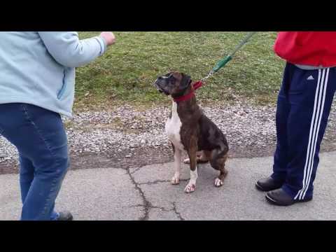 Harley, an adopted Boxer in Kittanning, PA_image-1