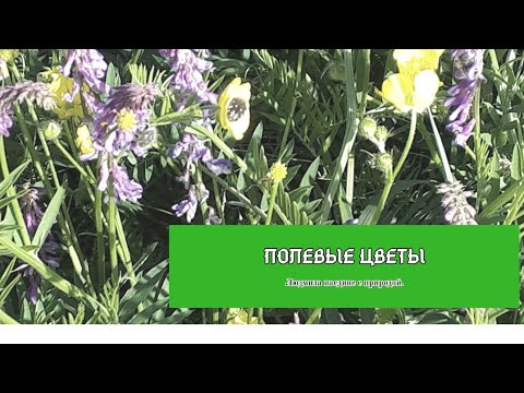 Полевые цветы.Небольшой релакс под музыку.