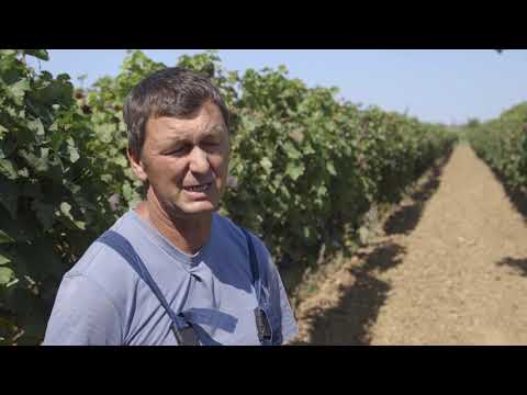 Uzgoj GROZDJA i proizvodnja VINA u selu RIVICA - U nasem ataru 913