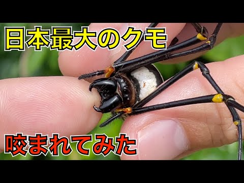 ラクダグモの特徴と咬み傷