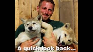 Paws & Claws Week! - Arctic Wolves