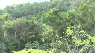 preview picture of video 'Spider Monkeys Jumping in Distant Trees in Guatemala'