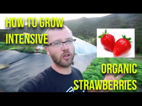 download lagu mp3 mp4 Good Farms Organic Strawberries, download lagu Good Farms Organic Strawberries gratis, unduh video klip Good Farms Organic Strawberries