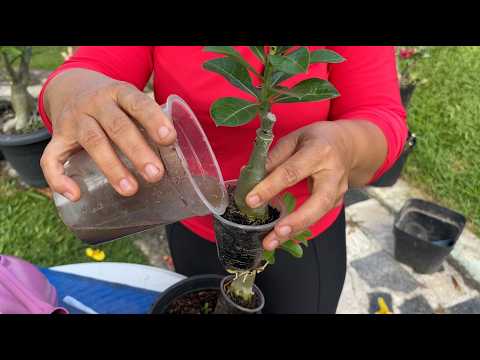 SECRET TO FATTENING YOUR DESERT ROSE SEEDLINGS