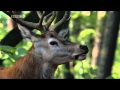 The Red Deer