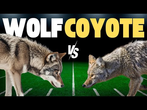 Wolf Vs Coyote (Which team are YOU on?)