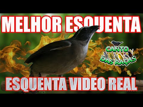 ESQUENTAR TRINCA FERRO FRIO POS MUDA #13
