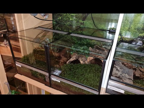 Vogelspinnen 🕷Tarantulas🕷 Meine Tierchen haben nun auch frisches Waldmoos bekommen😊