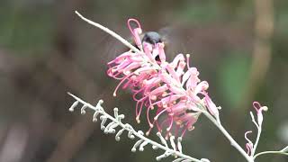 Hovering Honeyeaters - Australian Hummingbirds