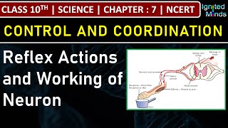 Class 10th Science | Reflex Actions | Working of Neuron | Chapter 7 : Control & Coordination | NCERT