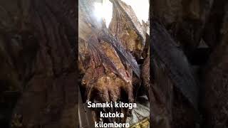 Download lagu samakikitoga kutoka kilombero,morogoro mp3 Download lagu samakikitoga kutoka kilombero,morogoro mp3