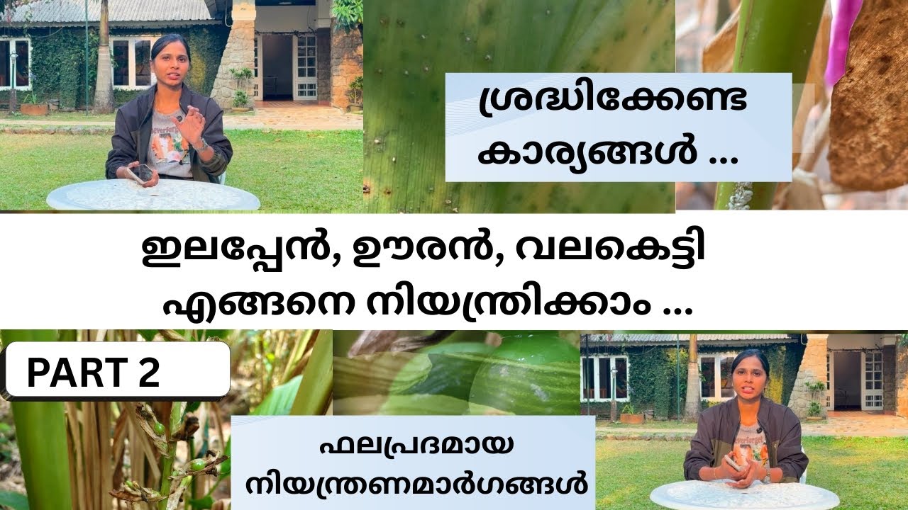 ഇലപ്പേൻ, ഊരൻ, വലകെട്ടി.. നിയന്ത്രണ മാർഗങ്ങൾ 2 | cardamom price | cardamom buy