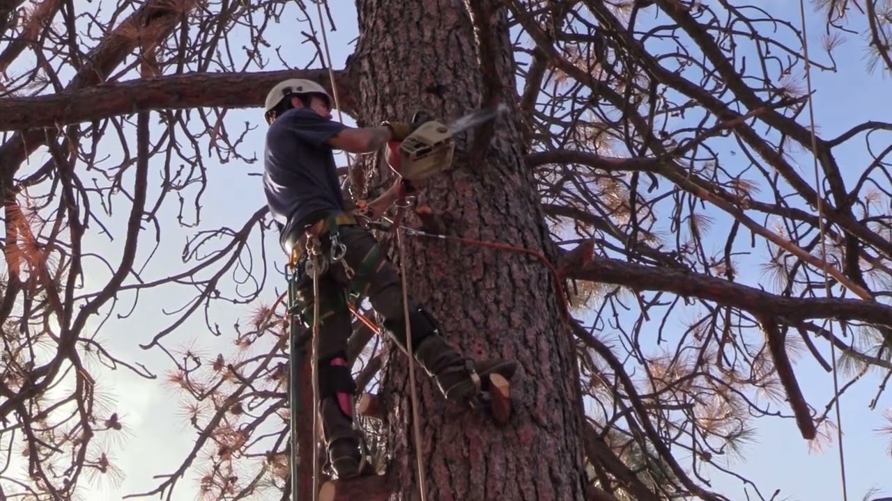 Cutting A Dead Tree