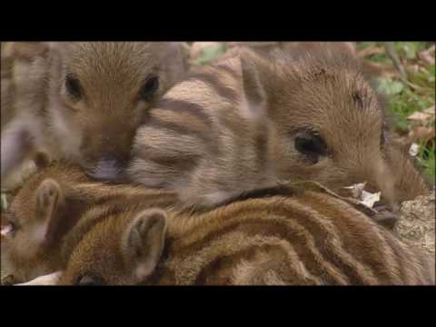 Sielmanns heimische Tiere - Das Wildschwein