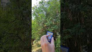 🌳Juan Pullz an IR from black bolt!! #pokemontcg #shorts #foryou #pokemoncommunity