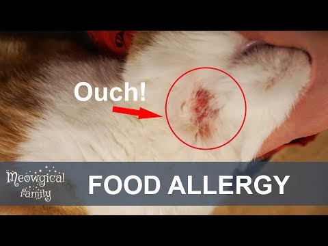 Food ALLERGIES in cats - itching eruption