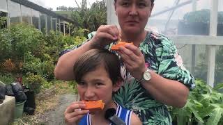 Papaya Tasting #1
